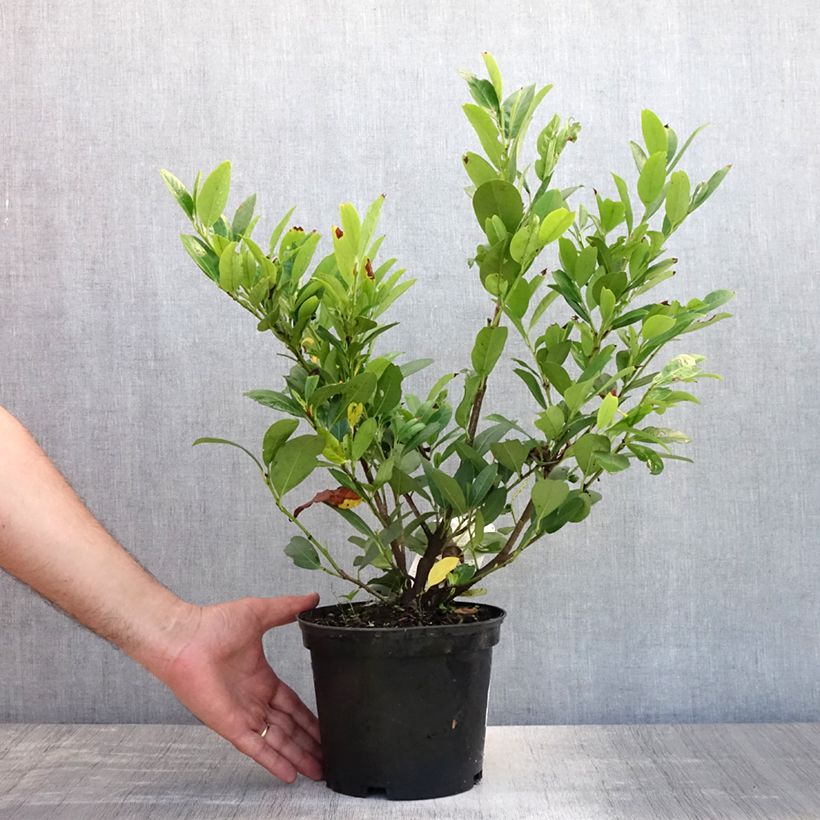 Esimerkki kesällä toimitetusta Laakerikirsikka Mano Pot de 2L/3L-taimesta