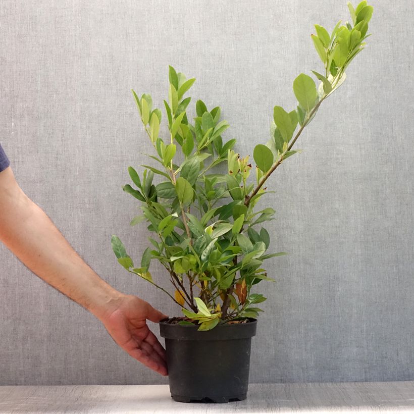 Esimerkki kesällä toimitetusta Laakerikirsikka Mano Pot de 3L/4L-taimesta