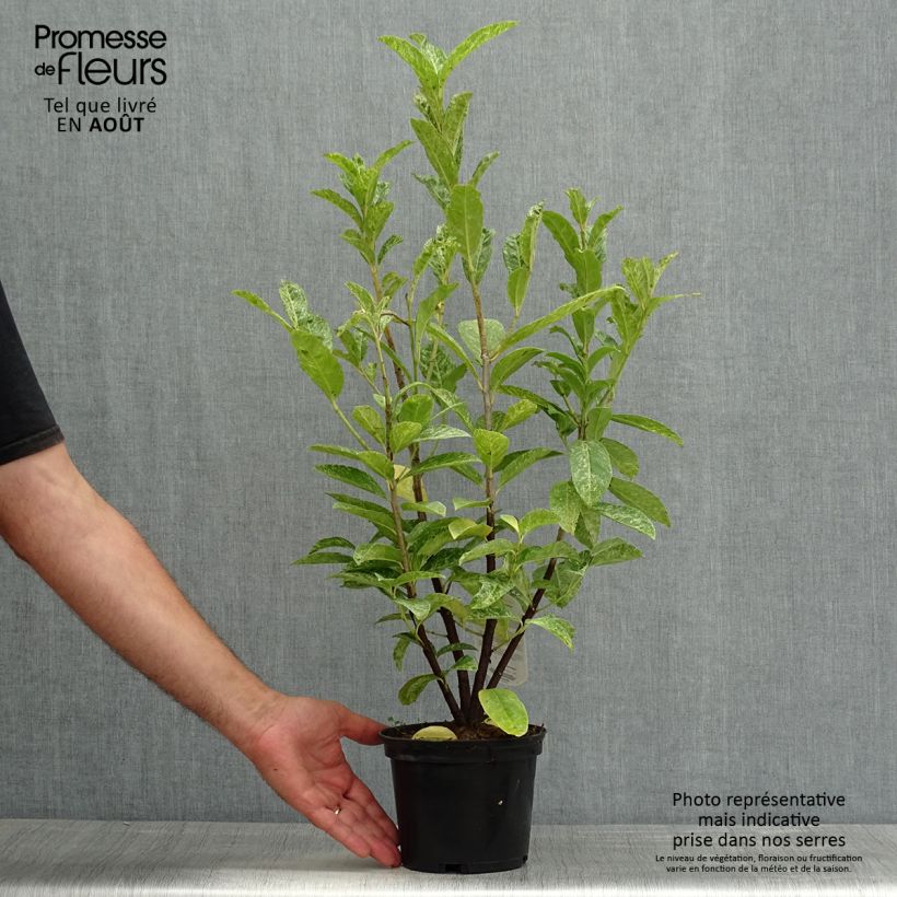 Esimerkki kesällä toimitetusta Laakerikirsikka Marbled White Pot de 2L/3L-taimesta