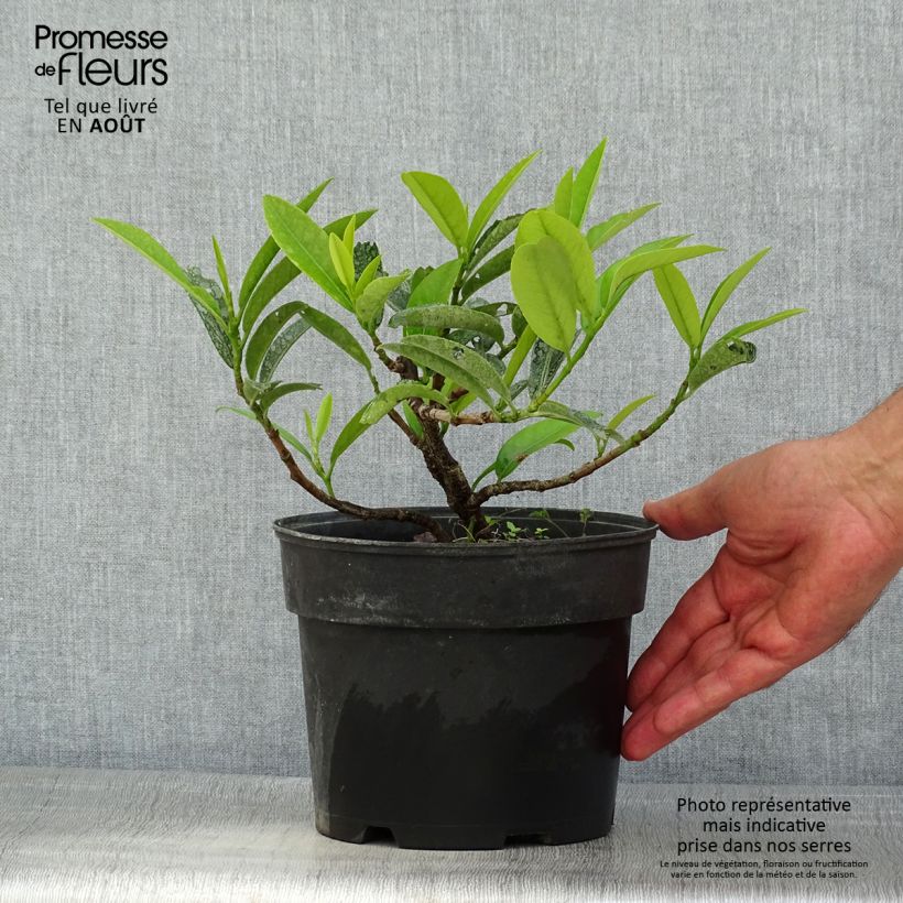 Esimerkki kesällä toimitetusta Laakerikirsikka Mount Vernon Pot de 2L/3L-taimesta