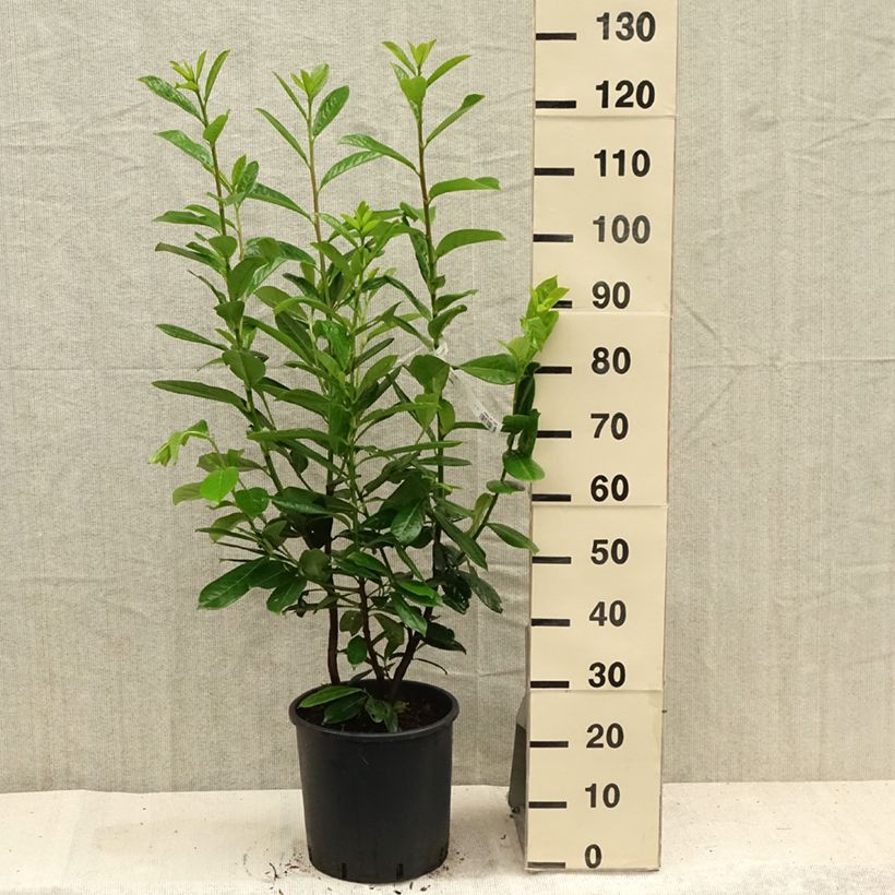 Esimerkki kesällä toimitetusta Laakerikirsikka Novita Ruukku 7,5L / 10L-taimesta