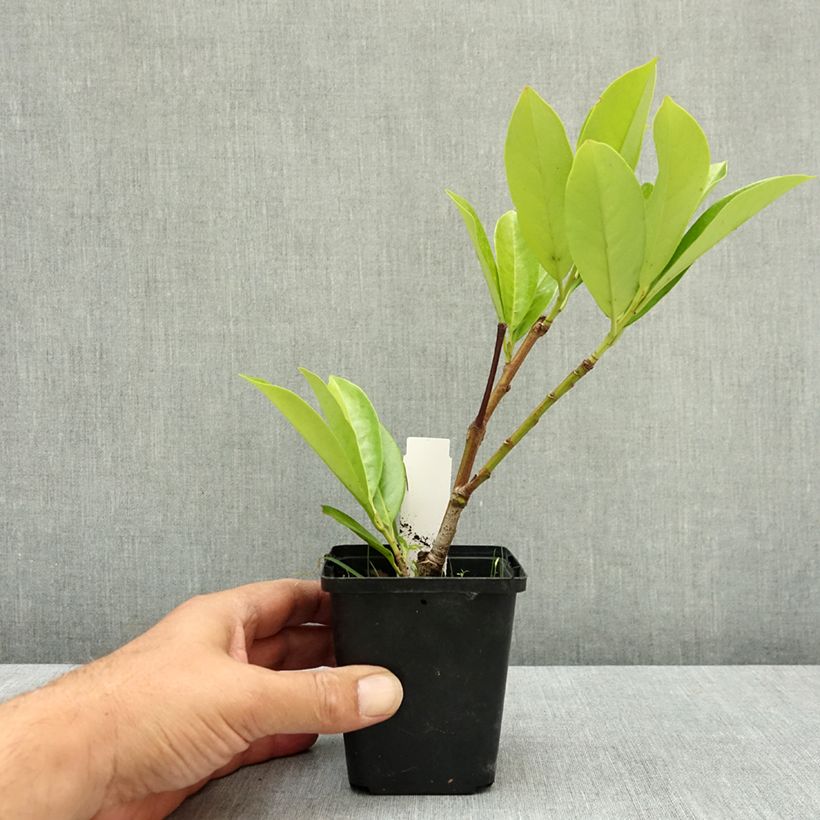 Esimerkki kesällä toimitetusta Laakerikirsikka Novita 8/9 cm taimiruukku-taimesta