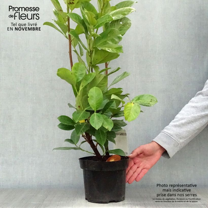 Esimerkki syksyllä toimitetusta Laakerikirsikka Rotundifolia 3 litran/4 litran ruukku-taimesta