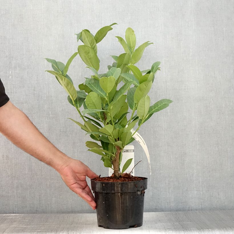 Esimerkki kesällä toimitetusta Laakerikirsikka Rotundifolia Ruukku 3L / 4L-taimesta