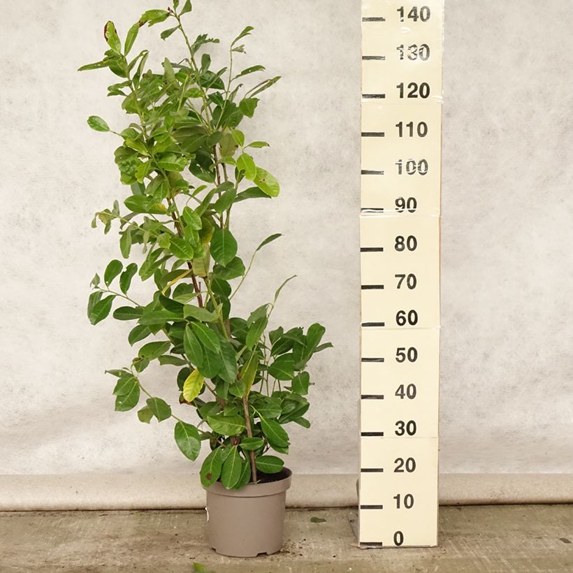 Esimerkki kesällä toimitetusta Laakerikirsikka Rotundifolia Ruukku 7,5L / 10L-taimesta