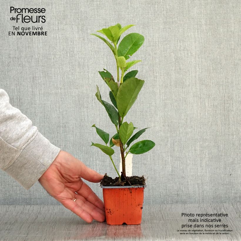 Esimerkki syksyllä toimitetusta Laakerikirsikka Rotundifolia 8/9 cm taimiruukku-taimesta