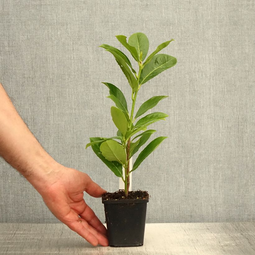 Esimerkki keväällä toimitetusta Laakerikirsikka Rotundifolia Taimiruukku 8/9 cm-taimesta
