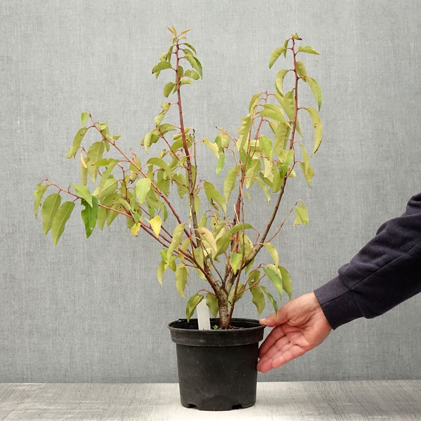 Esimerkki kesällä toimitetusta Portugalinlaakerikirsikka Variegata Ruukku 3L / 4L-taimesta