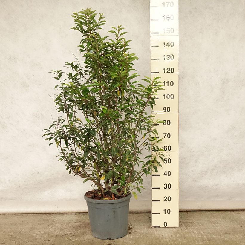 Esimerkki kesällä toimitetusta Portugalinlaakerikirsikka - Prunus lusitanica Ruukku 7,5L / 10L-taimesta