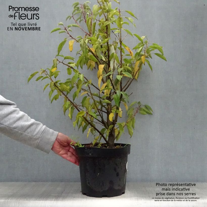 Esimerkki syksyllä toimitetusta Portugalinlaakerikirsikka Angustifolia 7,5 litran / 10 litran ruukku-taimesta
