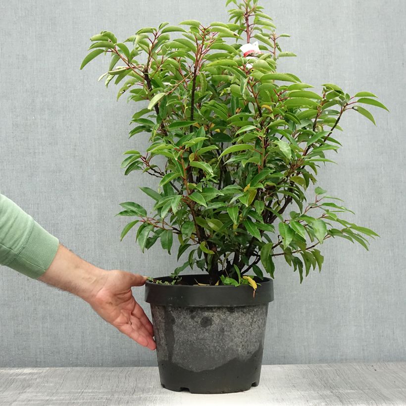 Esimerkki kesällä toimitetusta Portugalinlaakerikirsikka Angustifolia Ruukku 7,5L / 10L-taimesta