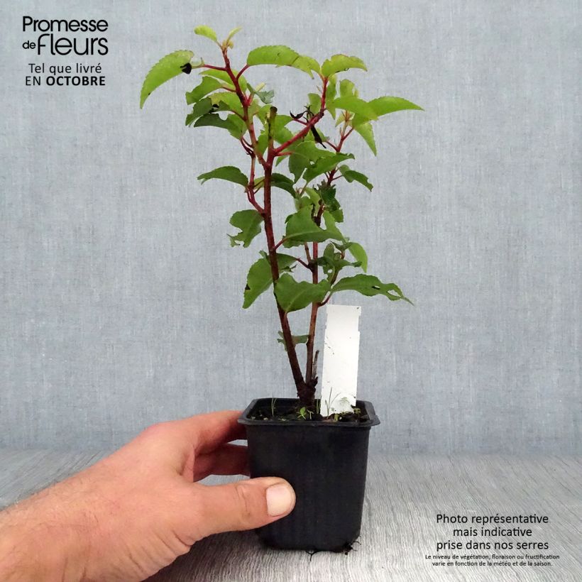 Esimerkki syksyllä toimitetusta Portugalinlaakerikirsikka Angustifolia 8/9 cm taimiruukku-taimesta