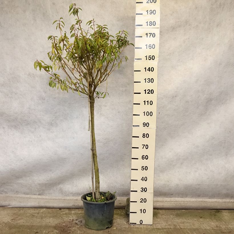 Esimerkki syksyllä toimitetusta Portugalinlaakerikirsikka Myrtifolia 12 litran/15 litran ruukku, Puolikorkea runko-taimesta