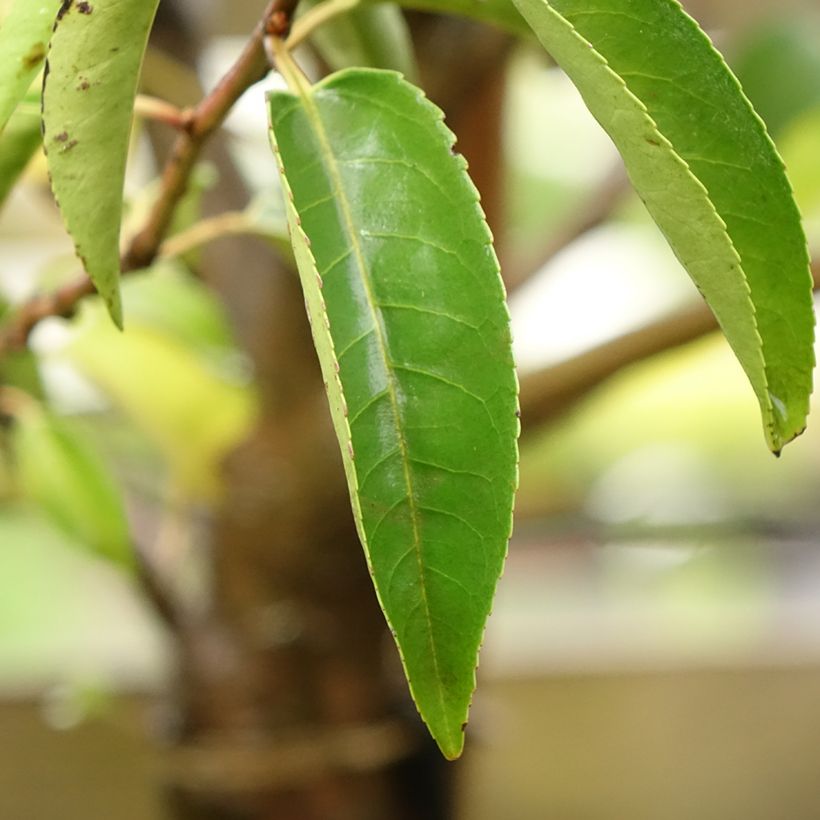 Portugalinlaakerikirsikka Myrtifolia (Lehvistö)