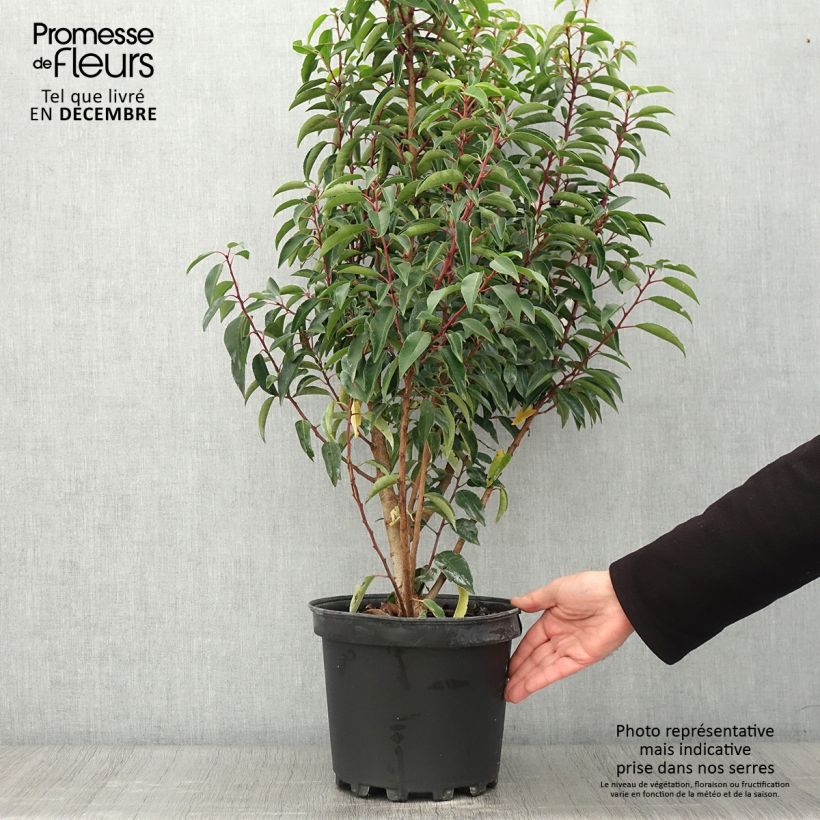 Esimerkki syksyllä toimitetusta Portugalinlaakerikirsikka Myrtifolia 6 litran/7 litran ruukku-taimesta