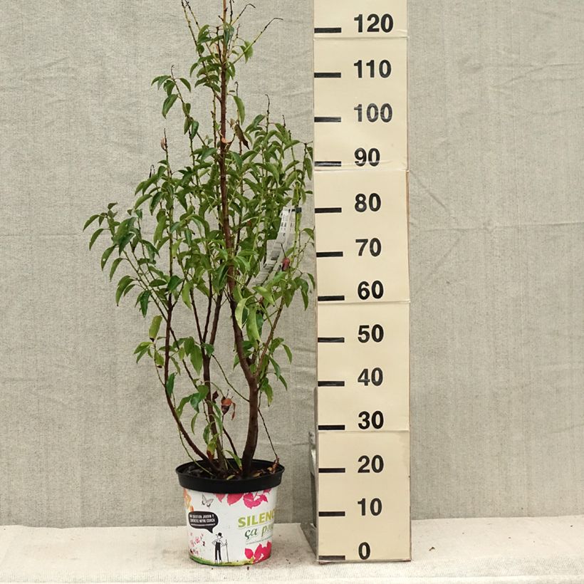Esimerkki kesällä toimitetusta Portugalinlaakerikirsikka Myrtifolia Pot de 6L/7L-taimesta