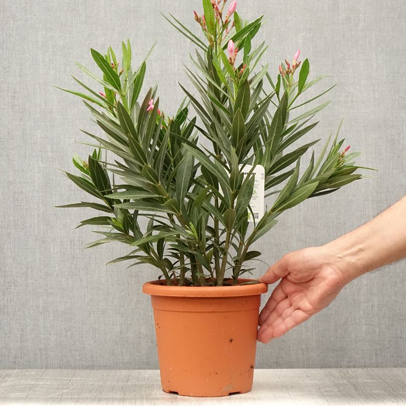 Esimerkki kesällä toimitetusta Oleanteri Emilie Pot de 3L/4L, Buisson-taimesta