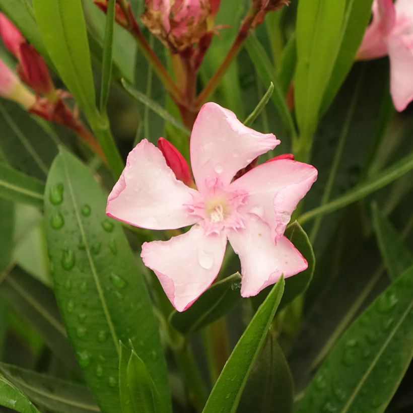 Oleanteri Emilie (Kukinta)