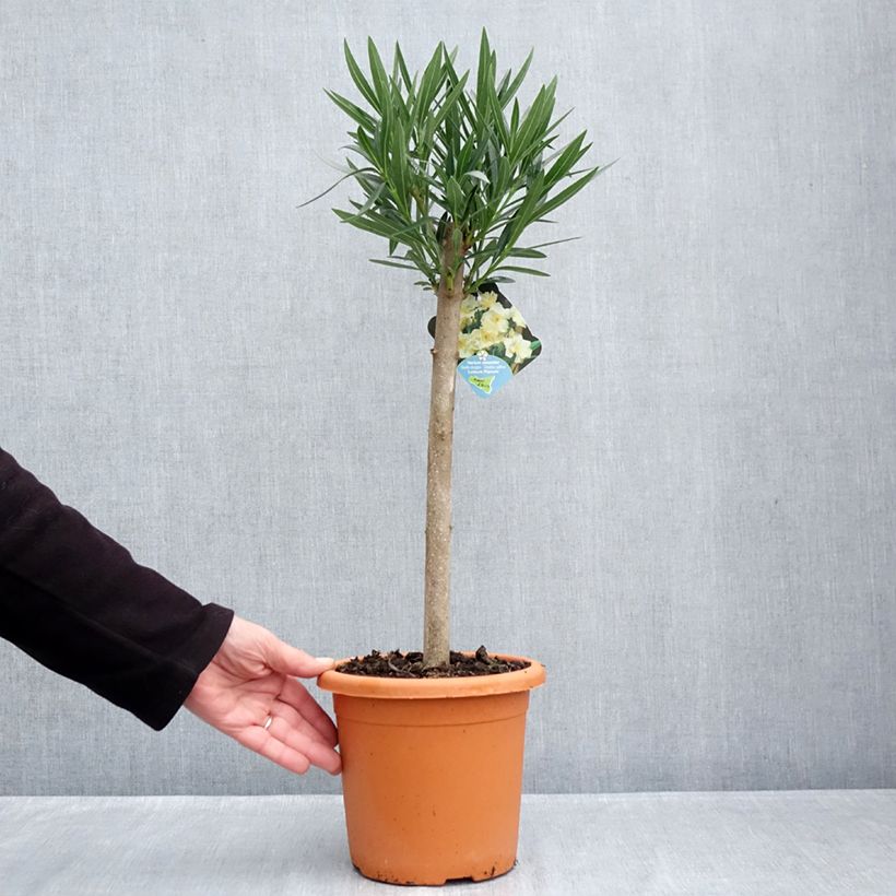 Esimerkki syksyllä toimitetusta Oleanteri Luteum Plenum Pot de 2L/3L, Mini-tige-taimesta
