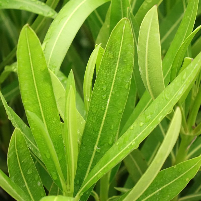 Oleanteri Margarita (Lehvistö)