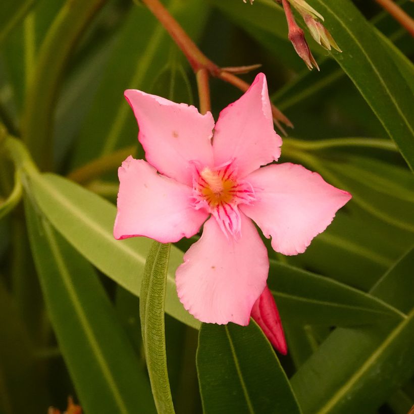 Oleanteri Margarita (Kukinta)