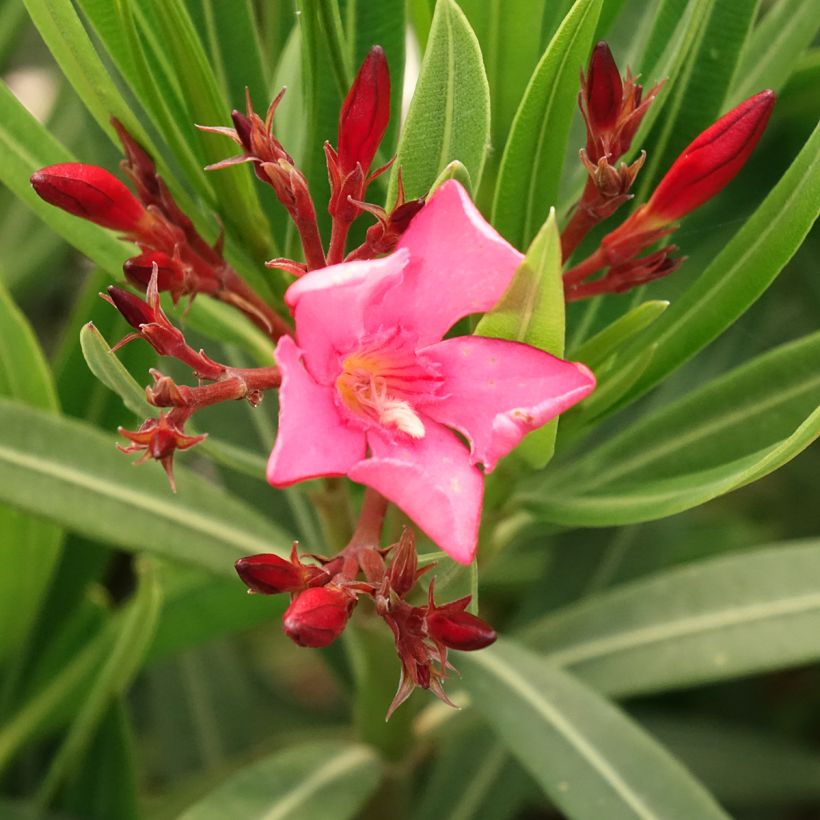 Oleanteri Maurin des Maures (Kukinta)