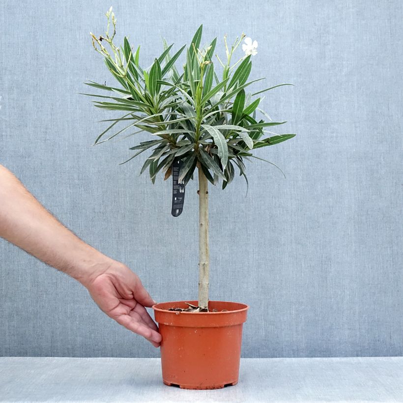 Esimerkki kesällä toimitetusta Oleanteri Blanc Pot de 2L/3L, Mini-tige-taimesta