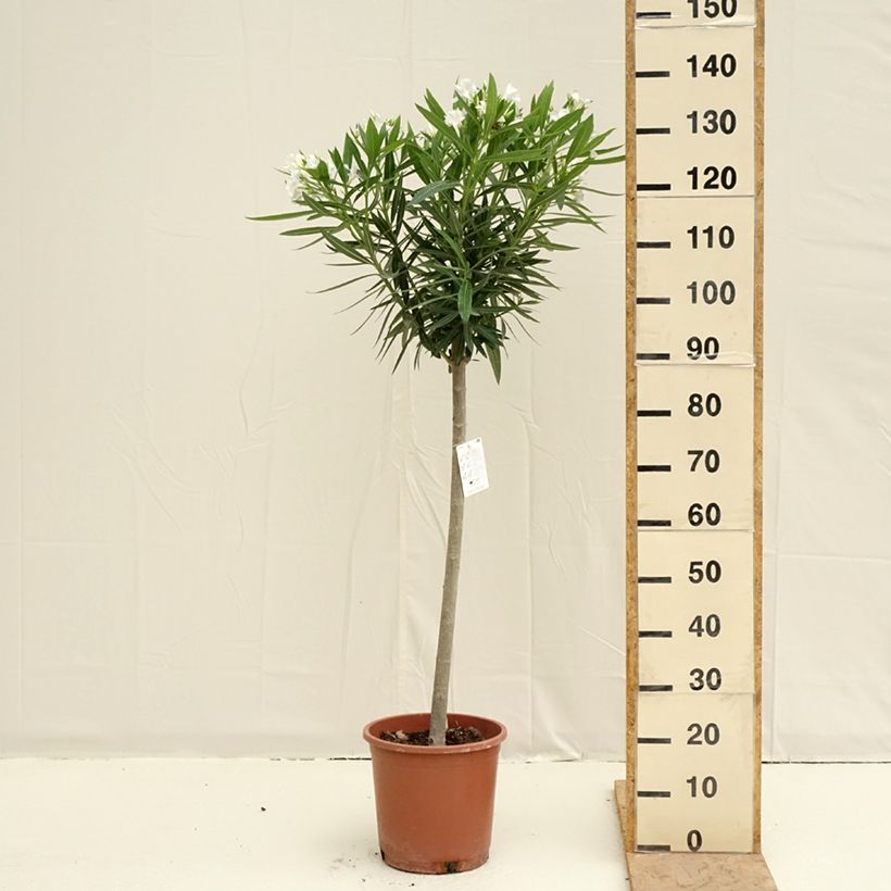Esimerkki keväällä toimitetusta Oleanteri Blanc Pot de 7,5L/10L, 1/4 de tige-taimesta