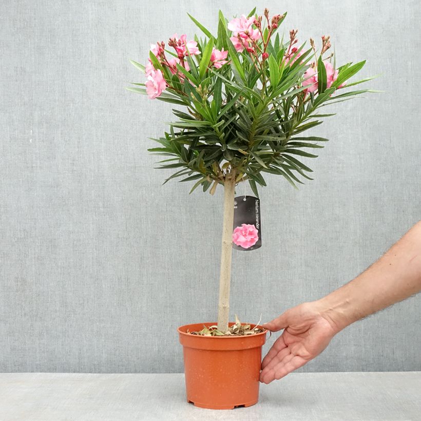 Esimerkki keväällä toimitetusta Oleanteri Rose Ruukku 2L / 3L, Mini-tige-taimesta