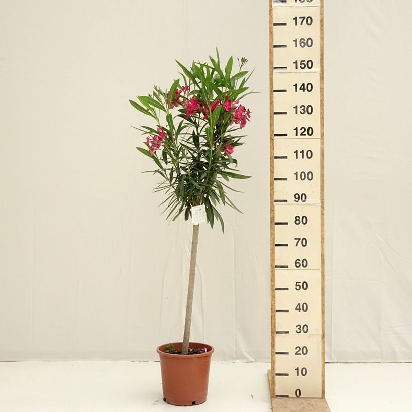 Esimerkki keväällä toimitetusta Oleanteri Rouge Simple Ruukku 2L / 3L, Mini-tige-taimesta