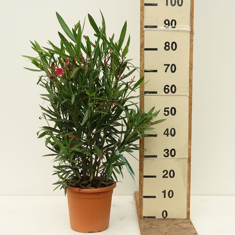 Esimerkki keväällä toimitetusta Oleanteri Rouge Simple Ruukku 6L / 7L-taimesta
