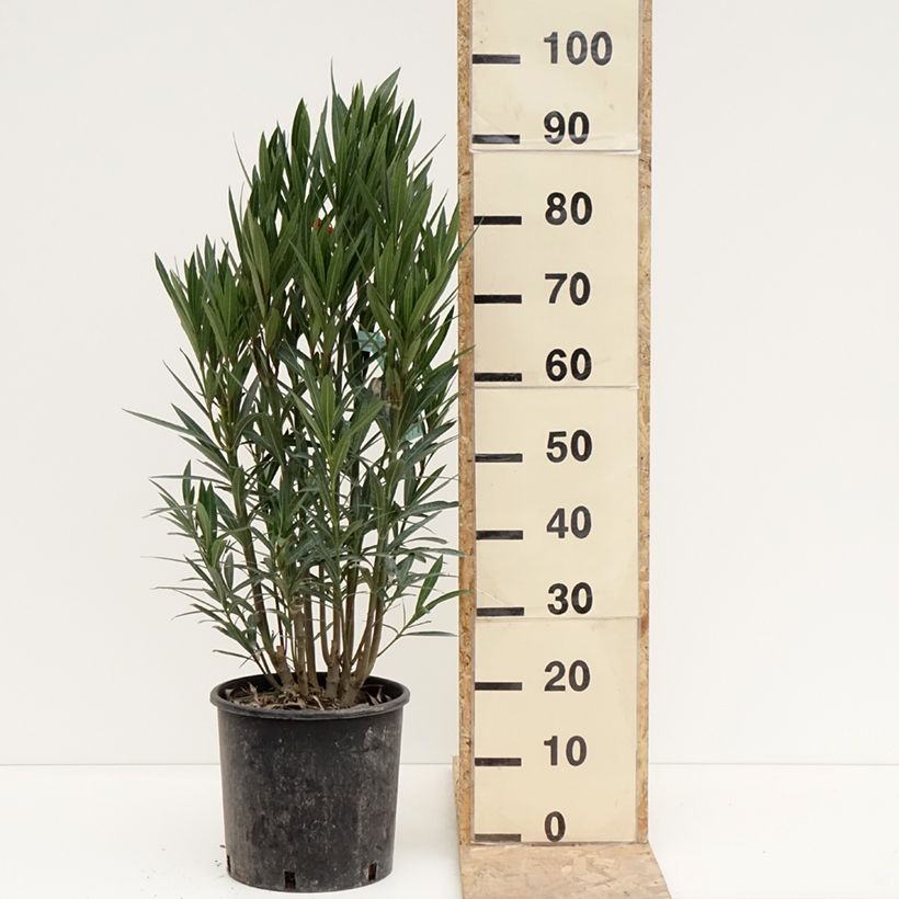 Esimerkki talvella toimitetusta Oleanteri Rouge Simple Ruukku 6L / 7L-taimesta