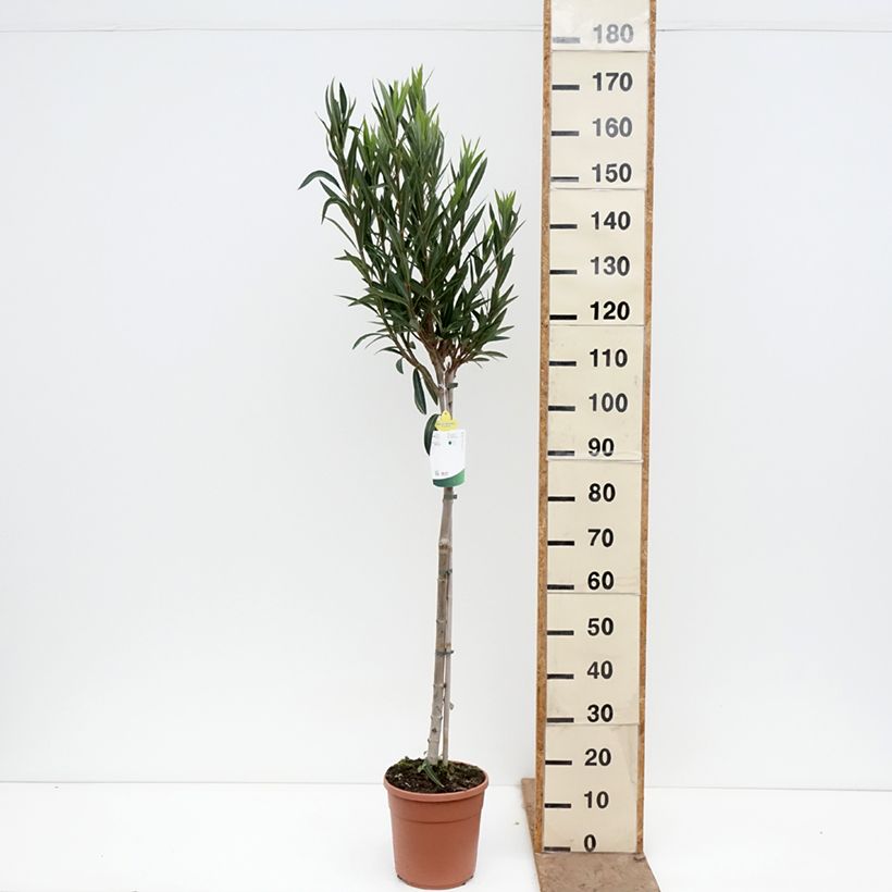 Esimerkki keväällä toimitetusta Oleanteri Provence Ruukku 6L / 7L, Demi-Tige-taimesta