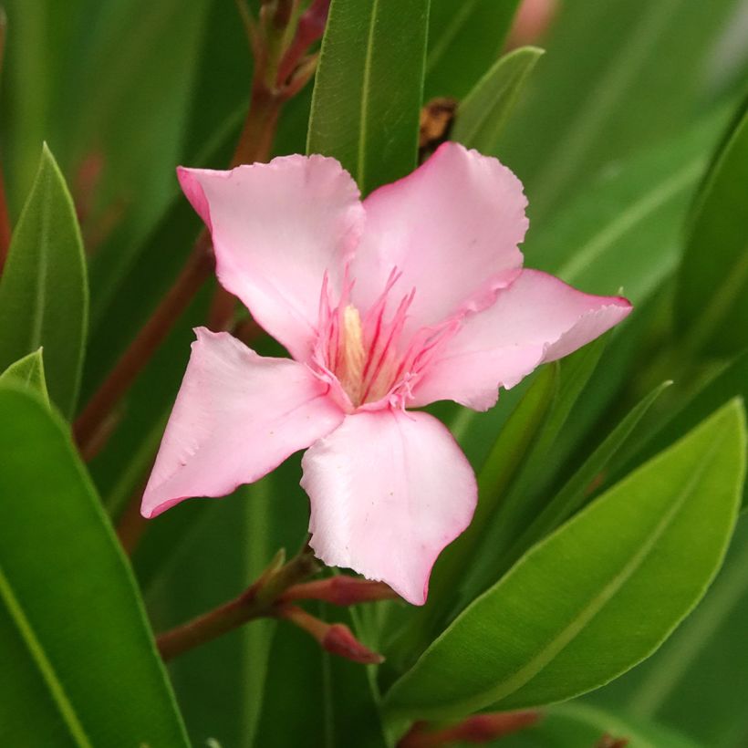 Oleanteri Sealy Pink (Kukinta)