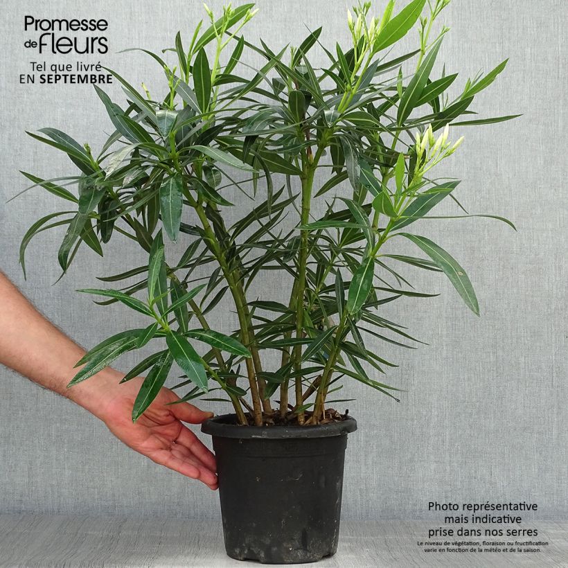 Esimerkki syksyllä toimitetusta Oleanteri Sœur Agnès 3 litran/4 litran ruukku, Pensas-taimesta