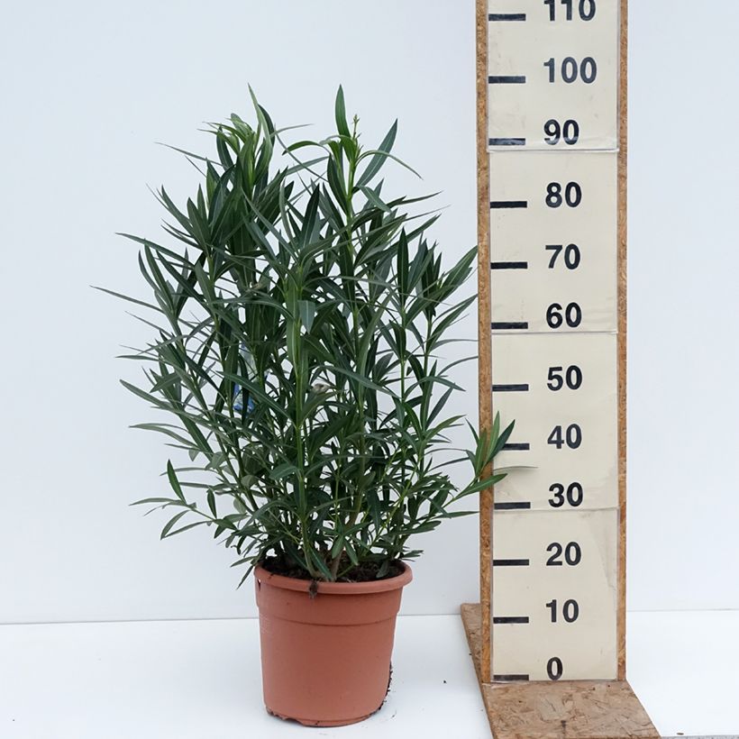 Esimerkki talvella toimitetusta Oleanteri Sœur Agnès Ruukku 7,5L / 10L, Buisson-taimesta