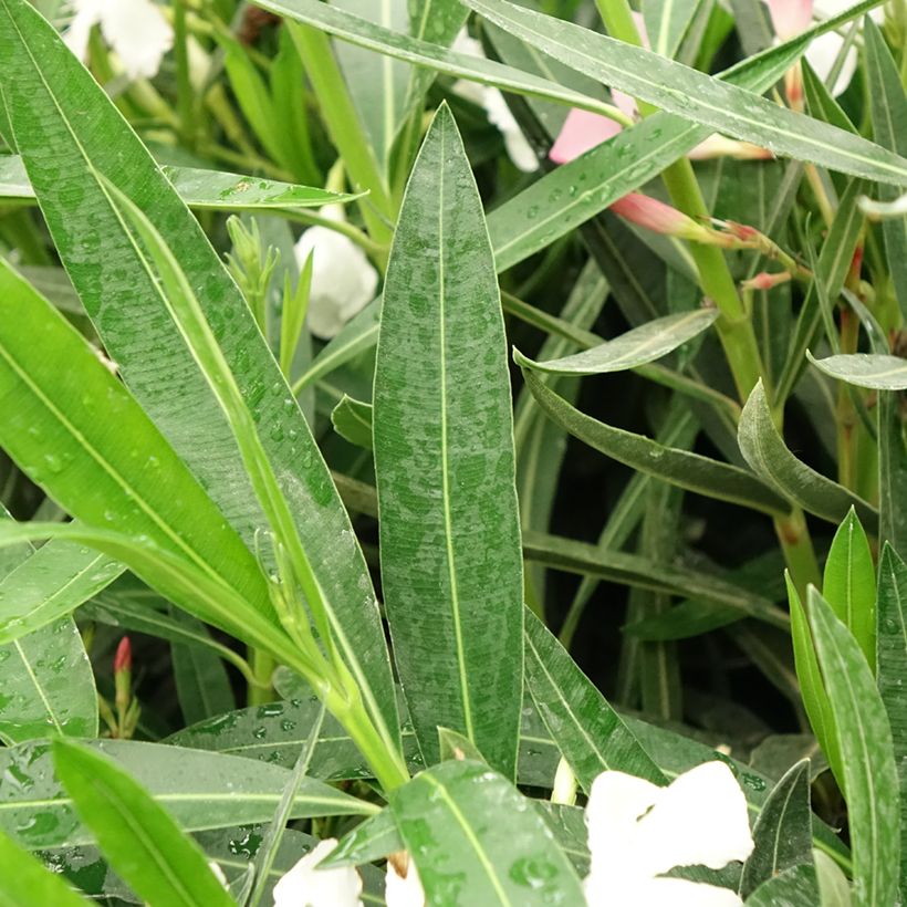 Oleanteri Mix Tricolor (Lehvistö)
