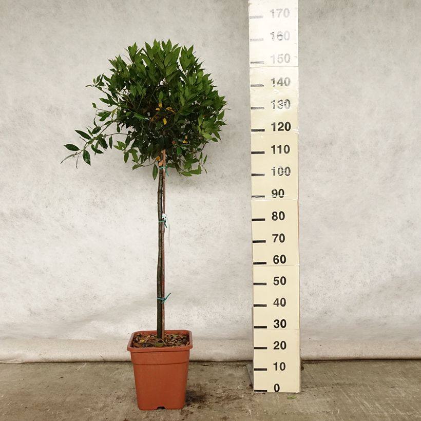 Esimerkki kesällä toimitetusta Laurier sauce - Laurus nobilis FI Pot de 12L/15L-taimesta