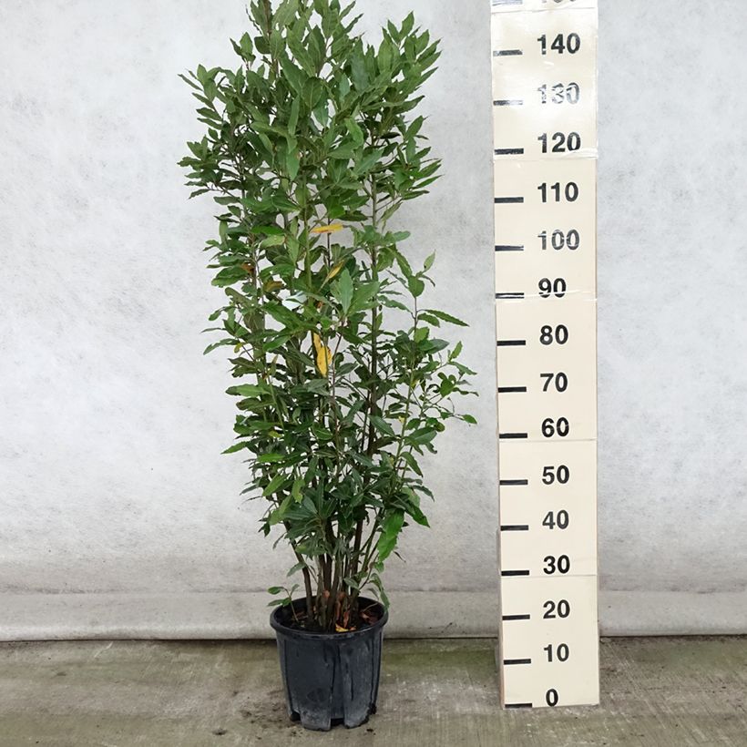Esimerkki kesällä toimitetusta Laurier sauce - Laurus nobilis FI Pot de 7,5L/10L-taimesta