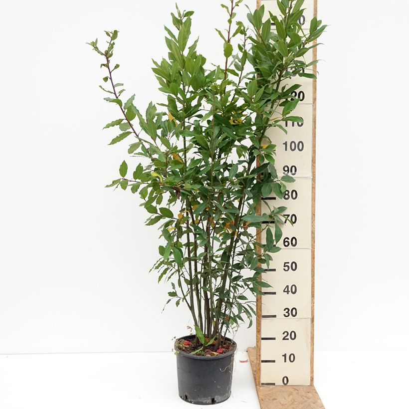 Esimerkki syksyllä toimitetusta Välimerenlaakeri - Laurus nobilis 7,5 litran / 10 litran ruukku-taimesta
