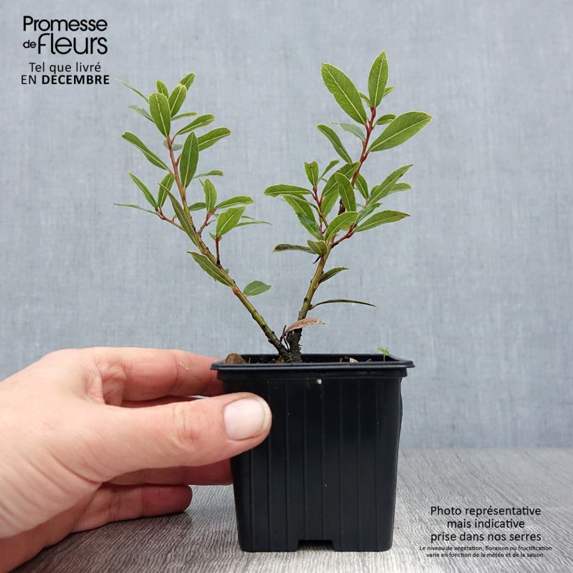Esimerkki talvella toimitetusta Laurier sauce Little Laura - Laurus nobilis Godet de 8/9 cm-taimesta