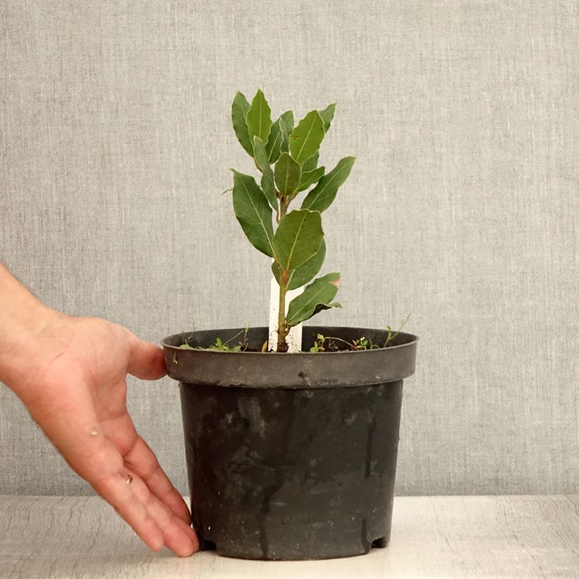 Esimerkki kesällä toimitetusta Laurier sauce Little Laura - Laurus nobilis Pot de 3L/4L-taimesta