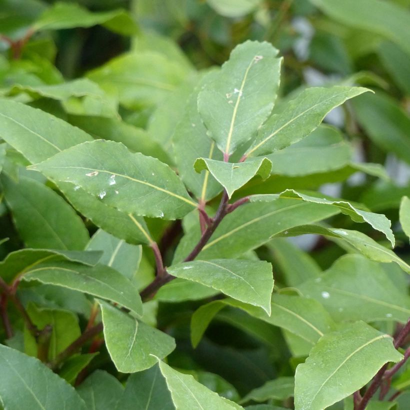 Välimerenlaakeri - Laurus nobilis (Lehvistö)