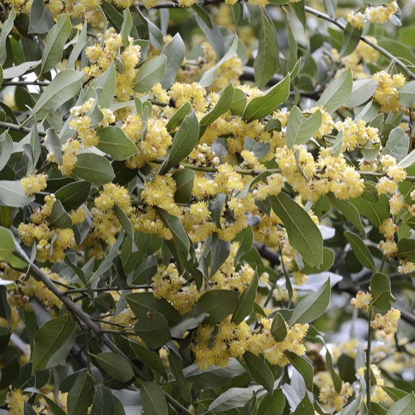 Välimerenlaakeri - Laurus nobilis (Kasvutapa)