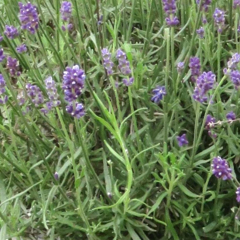 Tähkälaventeli Bleu de Gien (Lehvistö)