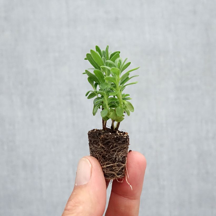 Esimerkki syksyllä toimitetusta Tähkälaventeli Munstead Minipaakku Ø 3/4 cm-taimesta
