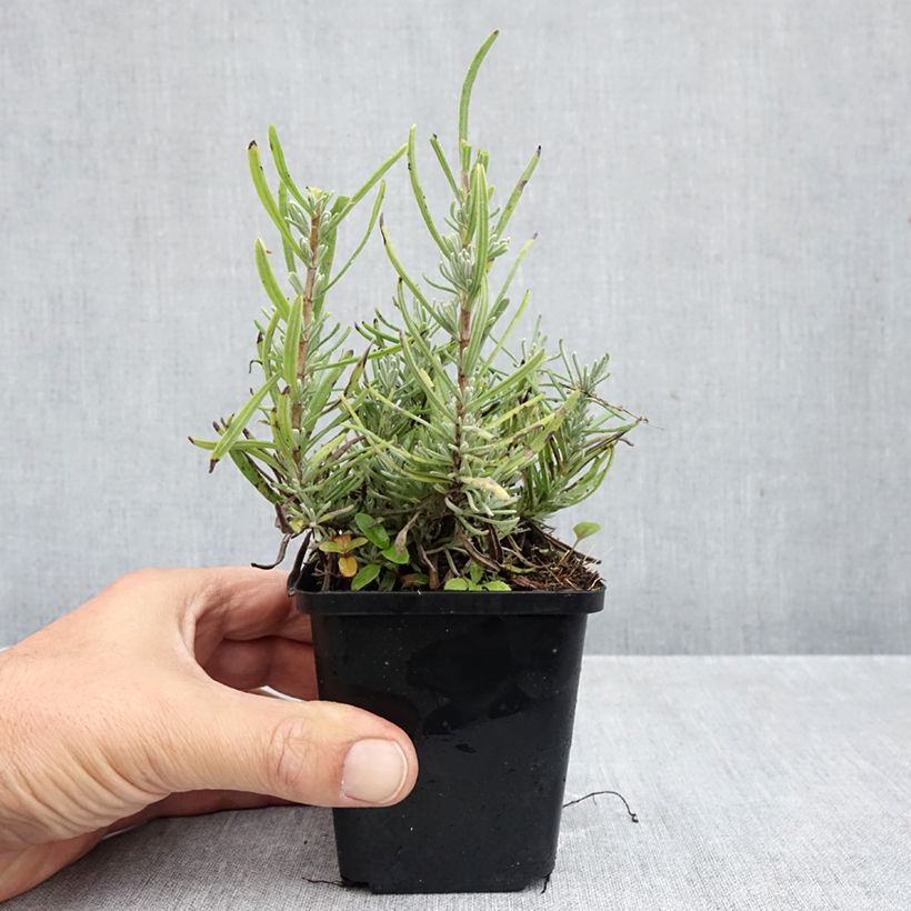Esimerkki syksyllä toimitetusta Tähkälaventeli Arctic Snow 8/9 cm taimiruukku-taimesta