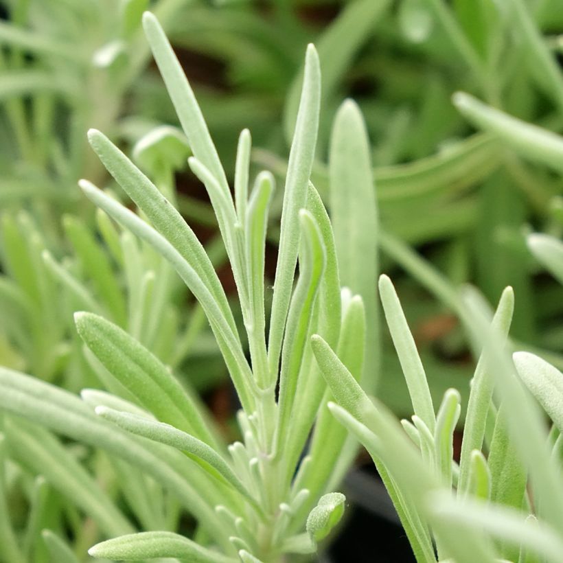 Tenholaventeli - Lavandula latifolia (Lehvistö)
