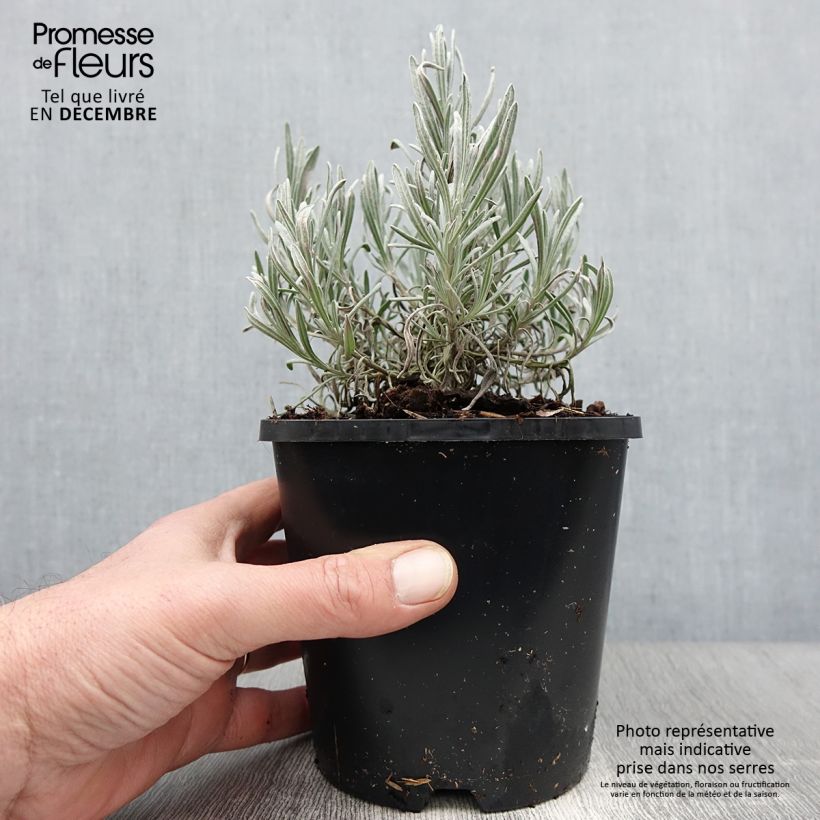 Esimerkki syksyllä toimitetusta Rivieranlaventeli Edelweiss 1,5 litran / 2 litran kannu-taimesta