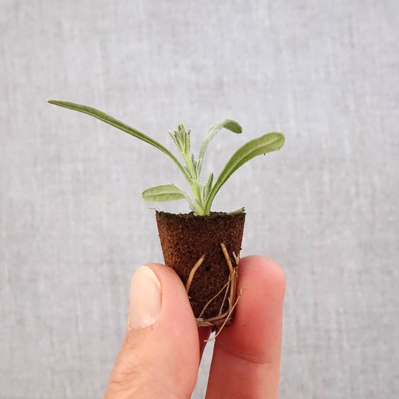 Esimerkki keväällä toimitetusta Rivieranlaventeli Edelweiss Minipaakku Ø 3/4 cm-taimesta